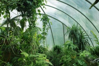 Ваши растения будут в безопасности: Это средство превратит ваш сад в рай