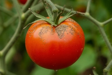 Томатный спецназ: секретное оружие против кладоспориоза - 1 ст. ложка на 10 литров воды