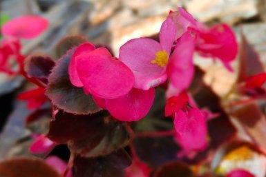 Растет в тени, как рыба в воде: какой однолетник преобразит все темные участки сада - неприхотливый и яркий