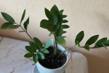 Всего 2 капли под корень - и дохлый куст превратится в джунгли: даже капризный замиокулькас пустит новые побеги