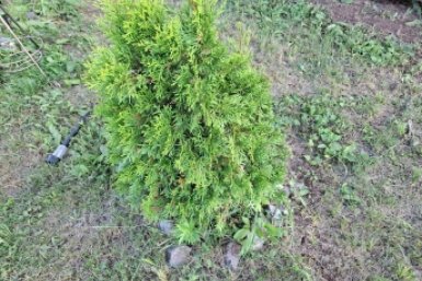 Если хвойные к весне "заржавели", не хватайтесь за лопату: когда их можно спасти — 3 случая