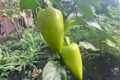 Когда сажать перец на рассаду в марте 2026: лучшие даты по лунному календарю для гарантированного урожая