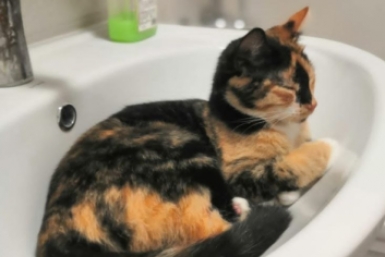 Делаю это с когтеточкой – и моя кошка забывает про мебель навсегда: проверенный лайфхак от экспертов