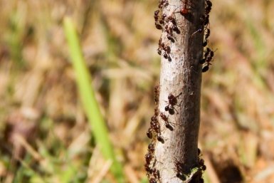 Как избавиться от муравьев за 1 ночь: эффект 100% - деревья под защитой