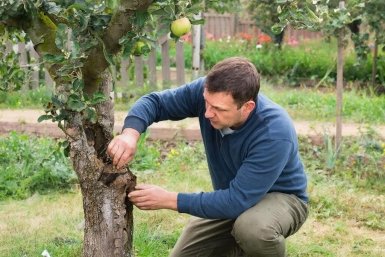 7 яблонь погибли за ночь. Спасите сад этим методом из марта — 100% выживут