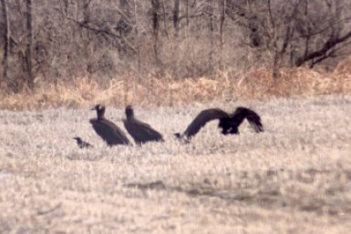 Обещали вернуться: самые крупные птицы России покинули Приморье