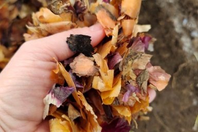 Не мусор, а золото: как применять луковую шелуху на даче – 3 способа