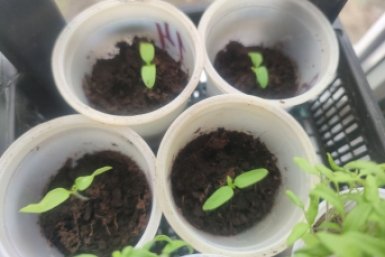 От емкости до грунта: как сажать томаты в марте - секреты садовода-блогера