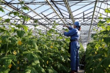Умную систему мониторинга для промышленных теплиц создадут на Ставрополье