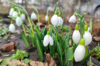 Тюрьма за букет: как не сесть на девять лет из-за обычных подснежников