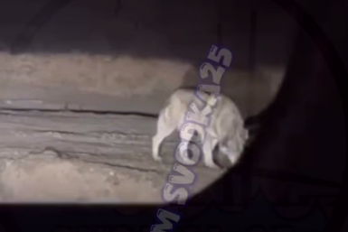 "Это не собака": опасный хищник замечен в 30 минутах от Владивостока – видео