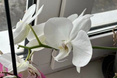 В марте орхидея только этого и ждет: 1 шт. в воду — и бутоны стреляют как из пулемета