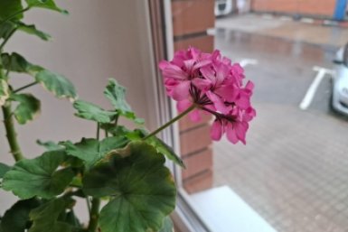 Спасла свою герань - и получила буйство цветов: эти подкормки заставят растение цвести