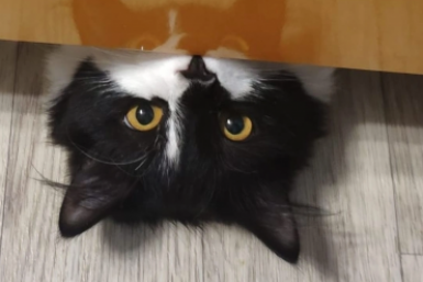 Для всех, у кого в квартире собаки и кошки – новый штраф ЖКХ до 5 000 рублей