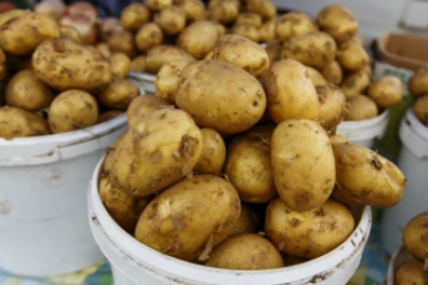 Клубни размером с бычью голову: как увеличить урожай картошки – с куста собираем по 2 ведра