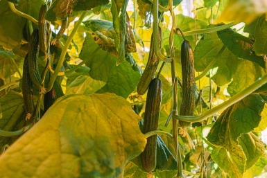 Ложка дегтя в огуречной бочке: народные рецепты, которые уничтожат ваш урожай - предупреждение агронома