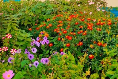 Какой многолетник посадить на участке: цветет 3 месяца подряд, аромат на 2 км в округе