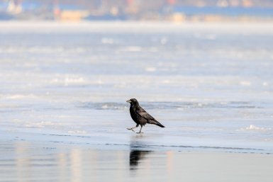 Где снег, где солнце: циклон установит погоду в Приморье в начале новой рабочей недели