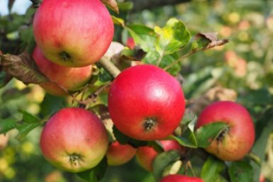 Не яблоко, а сахарная карамель: самые сладкие зимние сорта для посадки в сезоне-2026