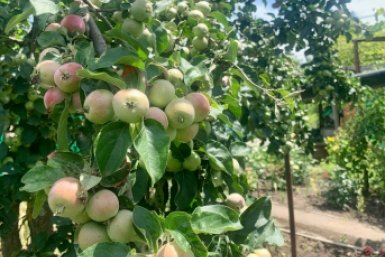 Закопайте это под яблоню в марте - и ветки погнутся от урожая: соседи будут в очереди стоять за секретом такого плодоношения