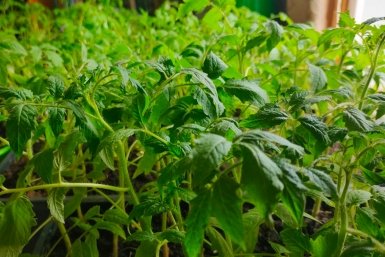 Тревожный звоночек: если помидоры не взошли в срок, вы теряете урожай - вот когда действовать