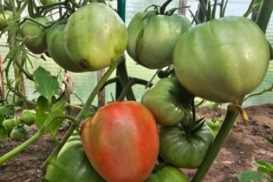 Томаты-богатыри: 3 добавки в грунт при пикировке - стебель толще, чем запястье, корни мощнее дуба