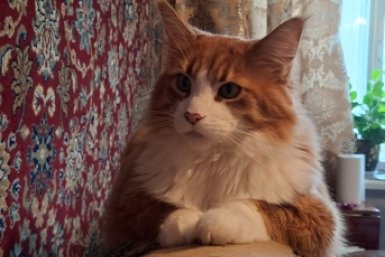 Интеллект на четырех лапах: рейтинг самых умных котов - запоминают команды лучше овчарок