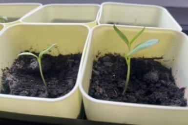 Делаю настой из золы - и рассада растёт, как на дрожжах: без дорогих стимуляторов