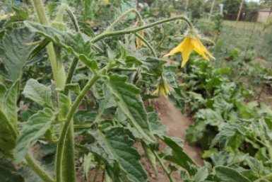 Не обкорнать и не загущать: сколько листьев срезать с томатов — агроном Давыдова поставила точку в вопросе