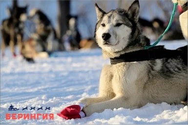 Новость дня