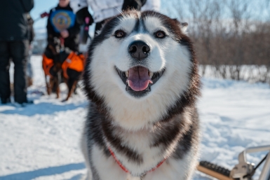Магаданцам напомнили об участии в выставке собак северных пород Источник
