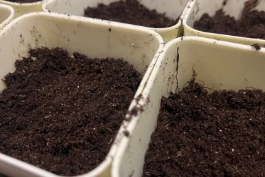 Почему не всходят семена? Эксперты назвали 9 главных ошибок дачников. Дело не в старых семенах