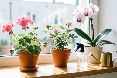 1 ложка масла в горшок — герань и орхидея расцвели как на выставке: мягкий стимулятор роста