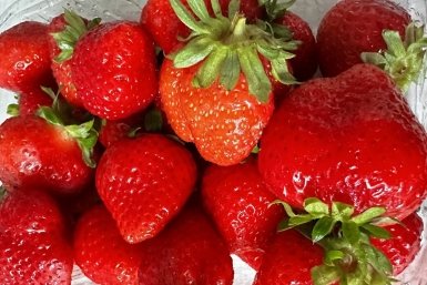 1 г на литр воды: клубника-гигант оккупирует грядки - никакой химии