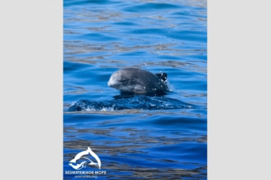 Азовок с необычной окраской обнаружили в море в районе Севастополя