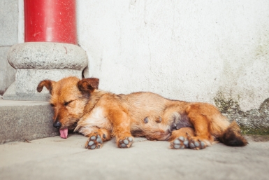 Сказано, где на планете даже сидеть в тени теперь смертельно опасно