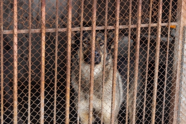 В Якутии усилили отлов безнадзорных собак Илья Табаченко, ИА PrimaMedia