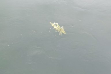 Тело ребенка нашли в пойме реки Кура в станице Курской на Ставрополье