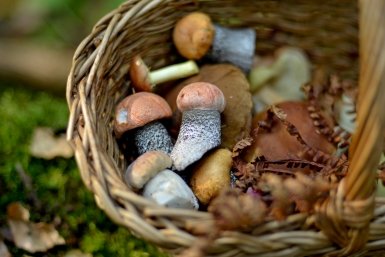 Памятка для грибника 2026: когда и где собирать, как не отравиться