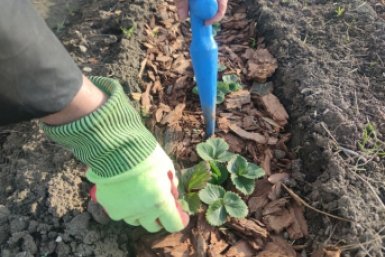 До конца марта клубнике - срочно: 40 мл в 10 л воды - ягода прет как на танке