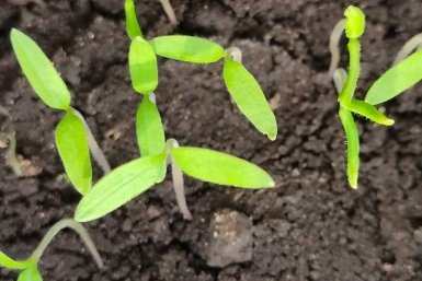 Почему вытягивается рассада, что с этим делать и как избежать: агроном Давыдова дала четкий ответ