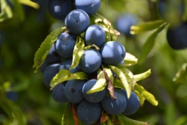 Льем три литра до 12.00 в марте - слива и вишня даст тройной урожай