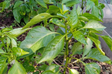 По 2 стакана и 3 ложки в лунку - перцы завалят урожаем: за плодами листьев не видно