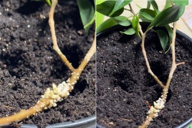 Корешки лезут как сумасшедшие без стимуляторов: домашний метод черенкования