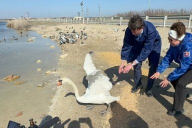 В дикую природу вернули трех спасенных лебедей в Евпатории,