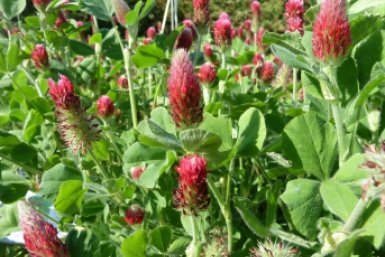 Навоз на даче больше не вношу: Готовлю "чай" для растений - урожай дают "бомбовый"