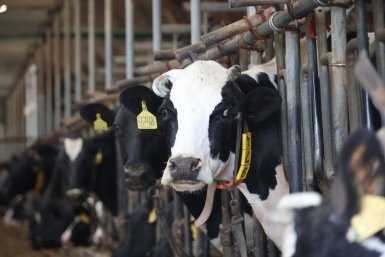 В Приангарье вакцинируют животных от пастереллеза из-за сложной ситуации в других регионах