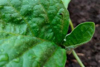 Среди баклажанов выбираю для грядок только 1 сорт: плоды вяжет в любую погоду - без горечи и пустот