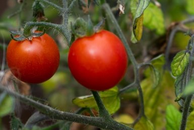 Сколько сажаю, фитофторы нет: 5 надежных сортов томатов - 17-19 кг с кв. метра