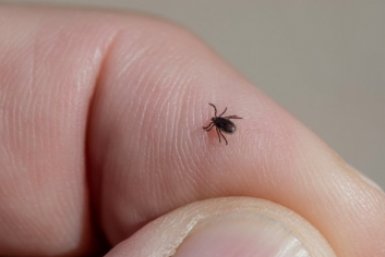 В МГУ назвали сроки пика активности клещей в Москве